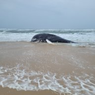 The whale was first spotted off Meadow Lane in Southampton