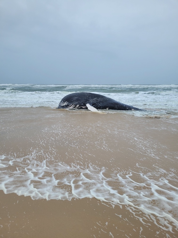 The whale was first spotted off Meadow Lane in Southampton