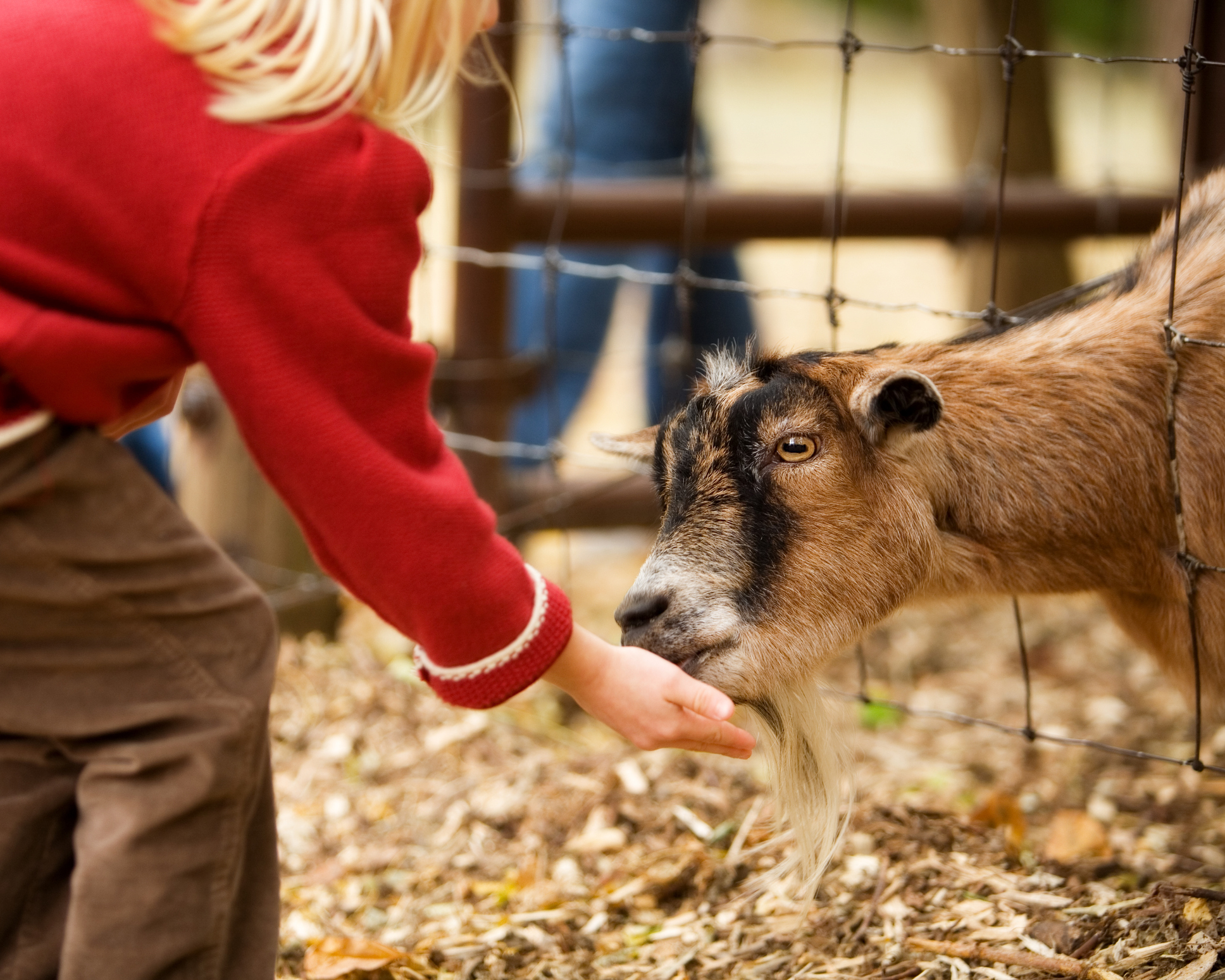 A billy goat eating from a girl's hand.