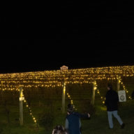 The Vines are lit at Wolffer! at the Wolffer Estate 2022 Lighting of the Vines