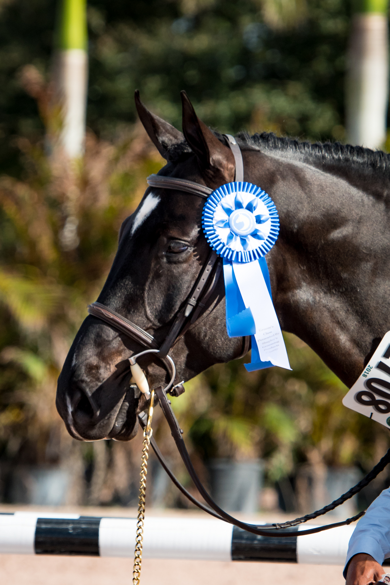 The Winter Equestrian Festival brings some of the world's top horses and riders to Wellington International in Palm Beach