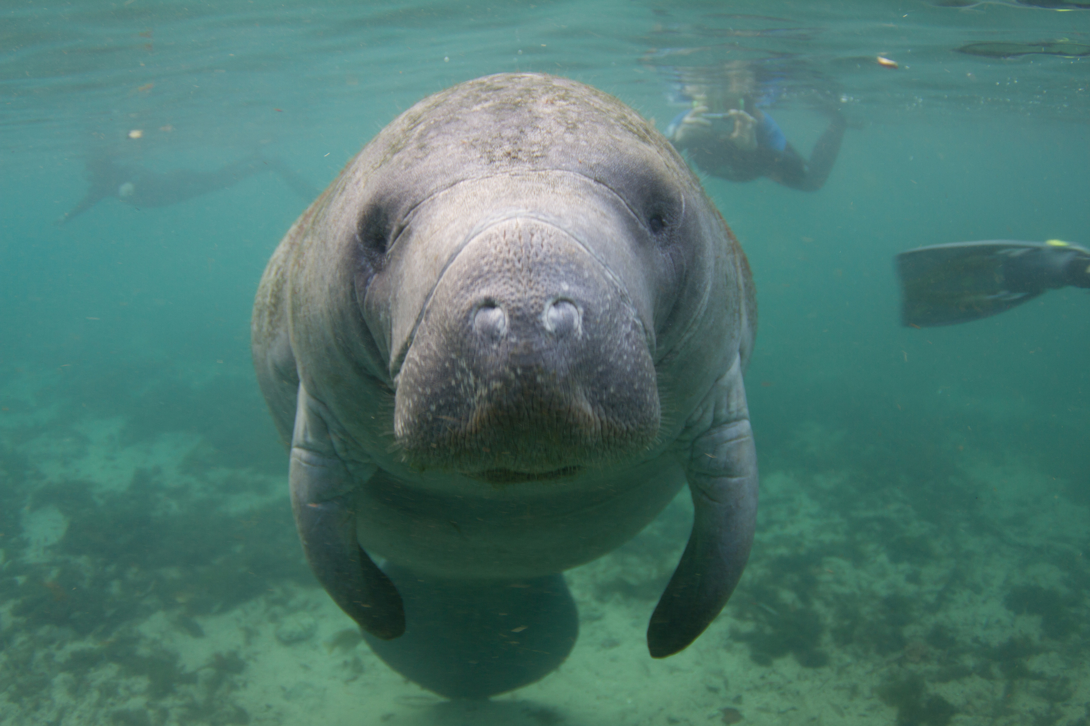 Manatee