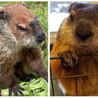 L. to R.: Groundhogs Allen McButterpants and Sam Champion gave their Groundhog Day forecast on Thursday, February 2, 2023.