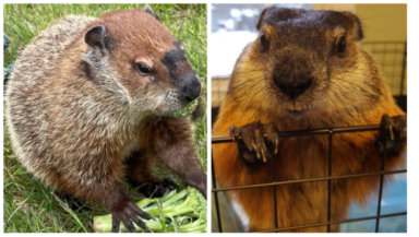 L. to R.: Groundhogs Allen McButterpants and Sam Champion gave their Groundhog Day forecast on Thursday, February 2, 2023.