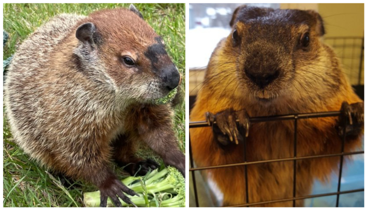 L. to R.: Groundhogs Allen McButterpants and Sam Champion gave their Groundhog Day forecast on Thursday, February 2, 2023.