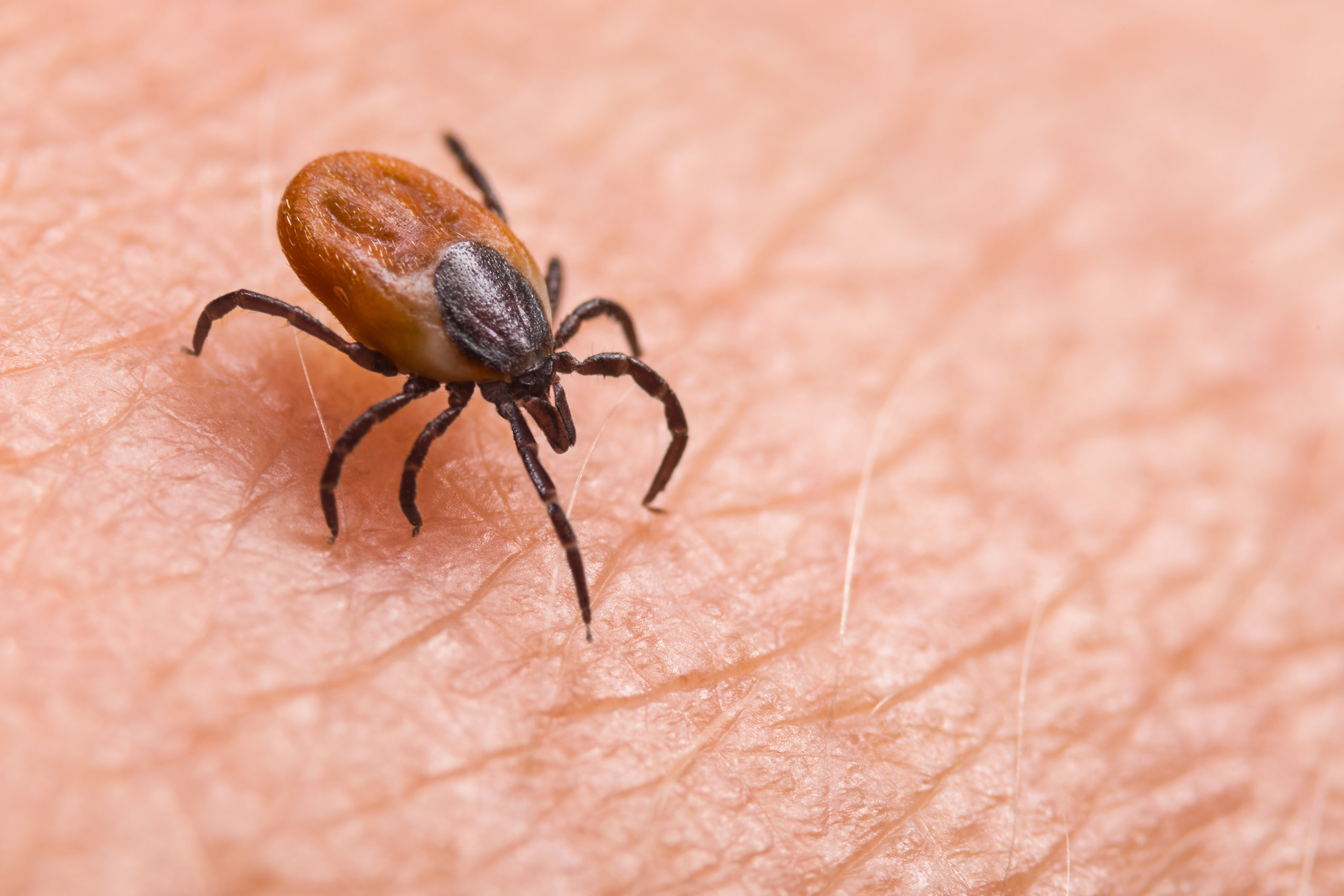 Deer ticks carry Lyme disease, and they are quite small