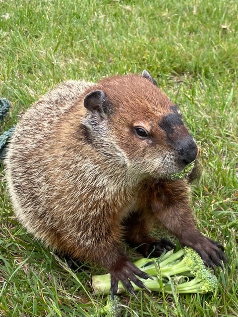 Groundhog Day weather rodent Allen McButterpants munches on broccoli at Evelyn Alexander Wildlife Rescue Center in Hampton Bays