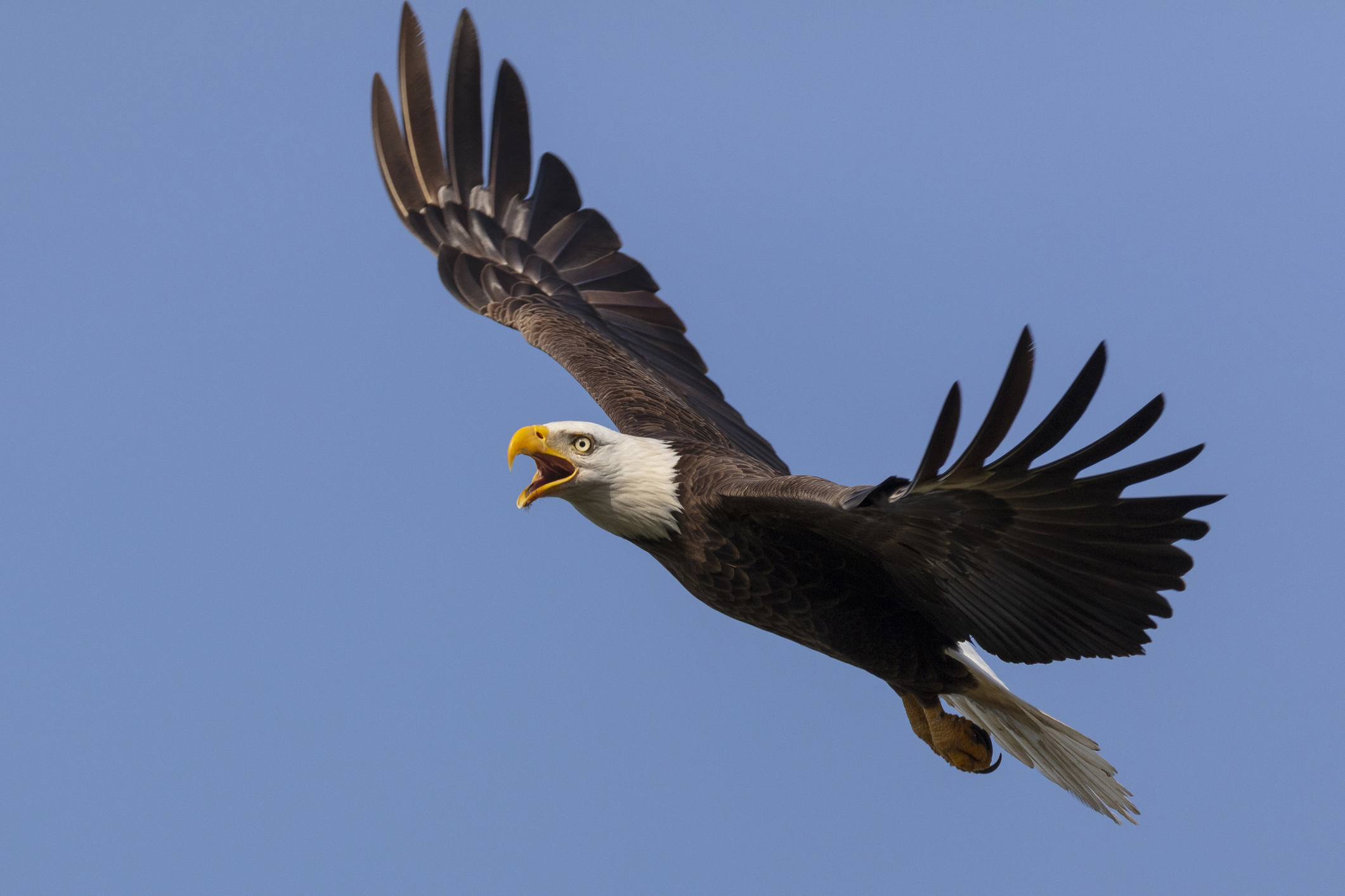 Bald eagles are back!