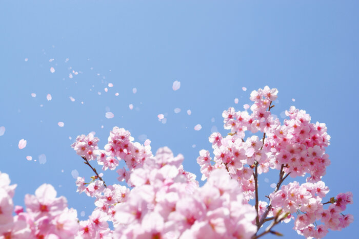 Join the Greenport Cherry Blossom Festival on the North Fork