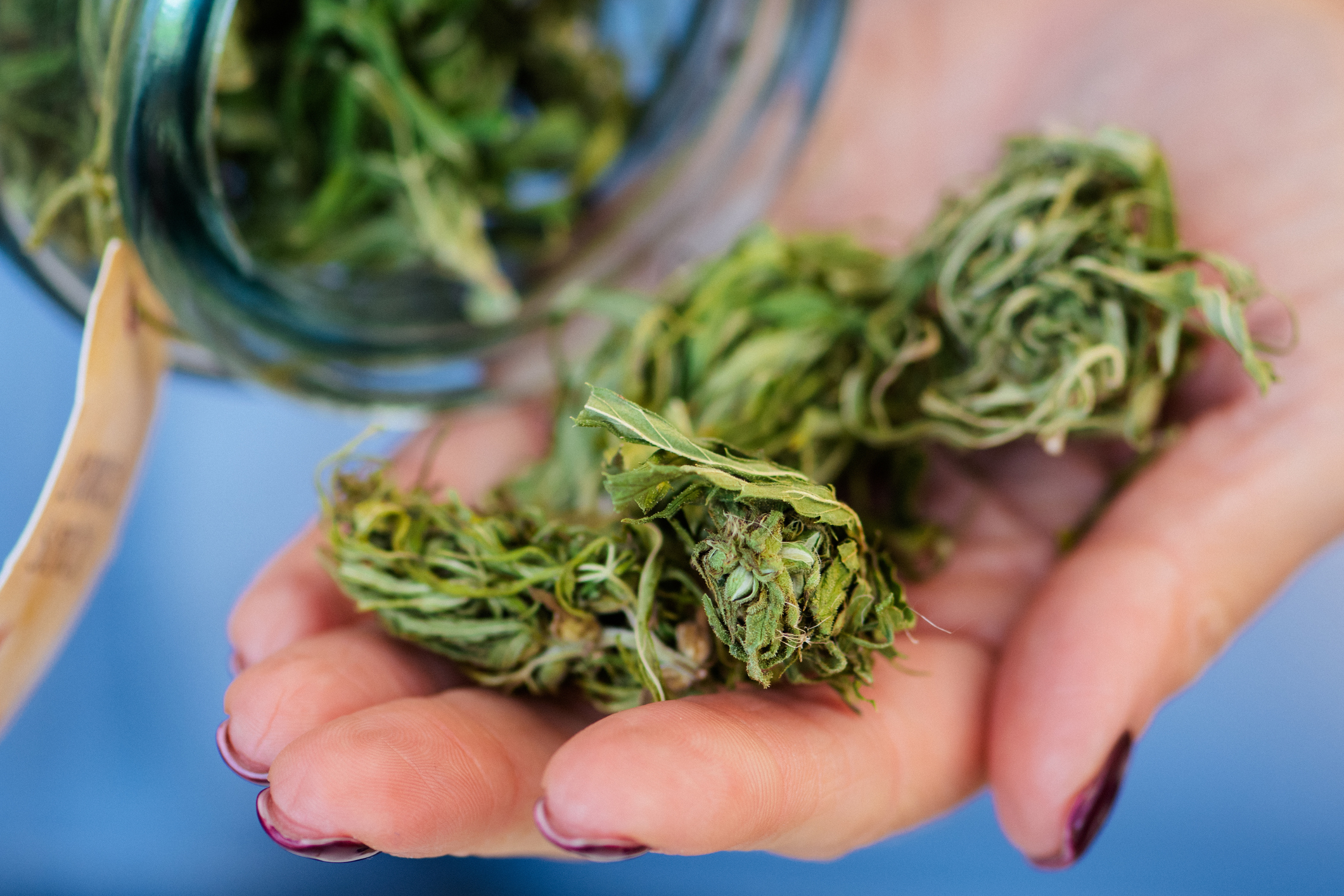 Dried and trimmed weed, marijuana or cannabis buds stored in a glass jar and big buds in a hand of Caucasian girl in a coffee shop for sale