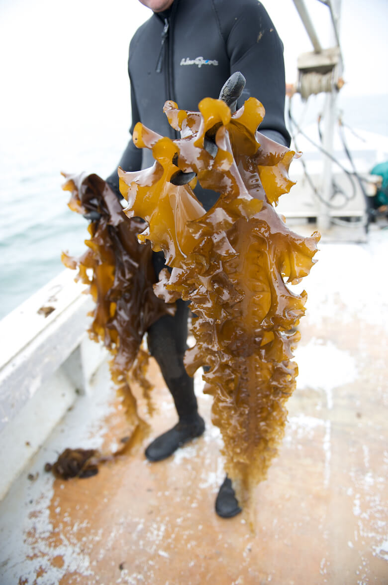 Fresh local kelp