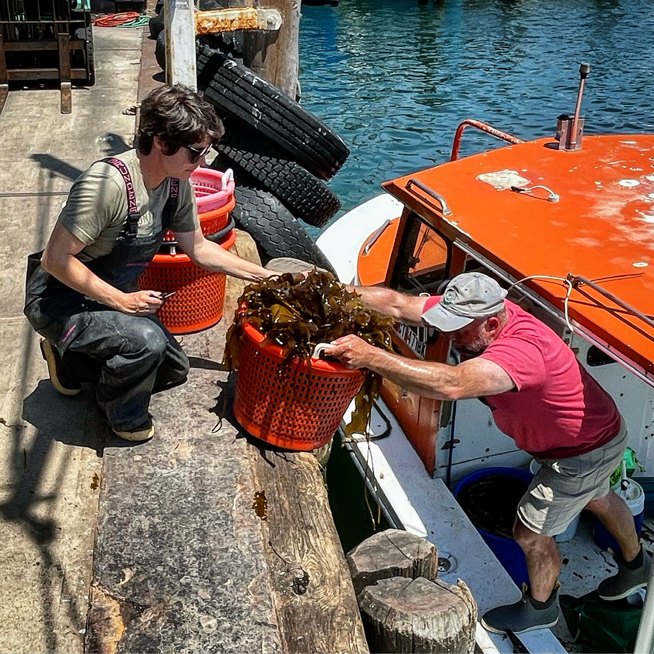 Kelp harvest