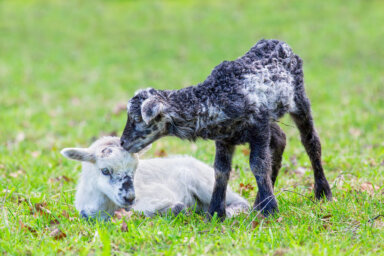 Your curious kids or precious lamb is sure to love meeting the Harbes Family Farm's baby sheep and goats.