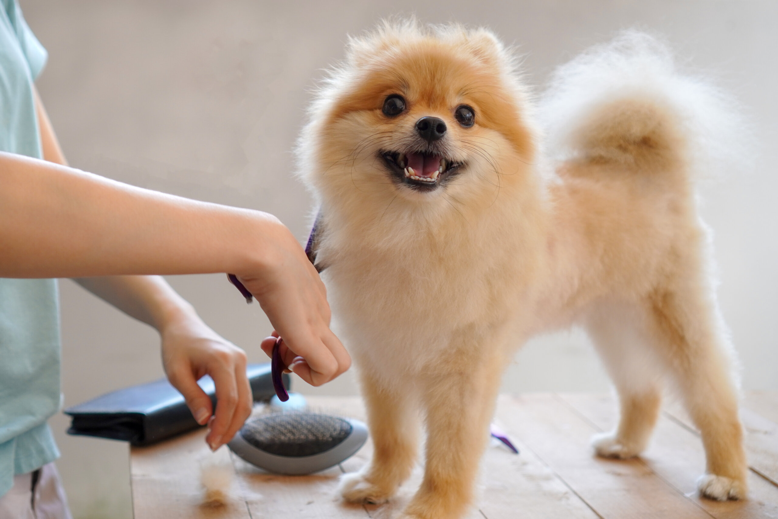 Find a Hamptons dog groomer who's right for you!