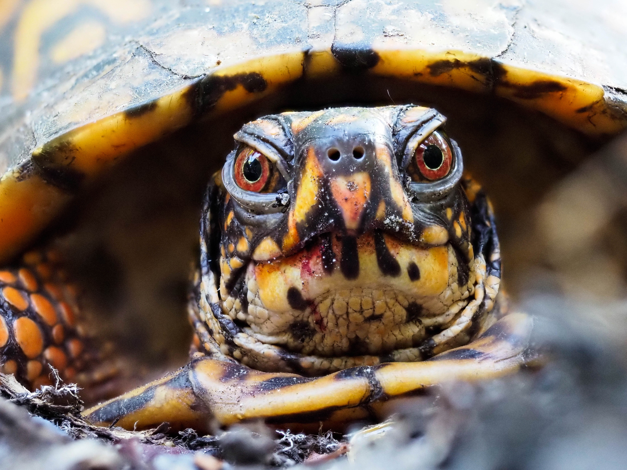 Celebrate World Turtle Day at the Quogue Wildlife Refuge with your kids