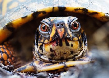 Celebrate World Turtle Day at the Quogue Wildlife Refuge with your kids