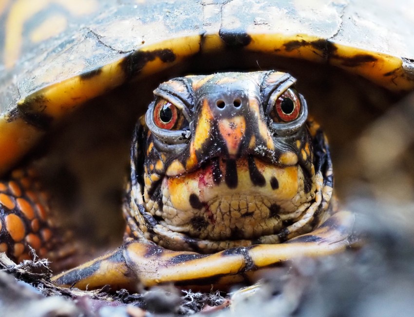 Celebrate World Turtle Day at the Quogue Wildlife Refuge with your kids