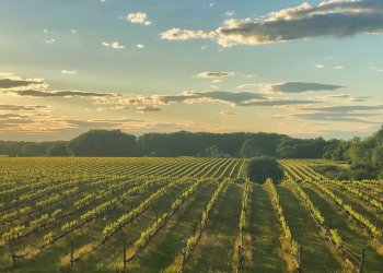 Paumanok Vineyard