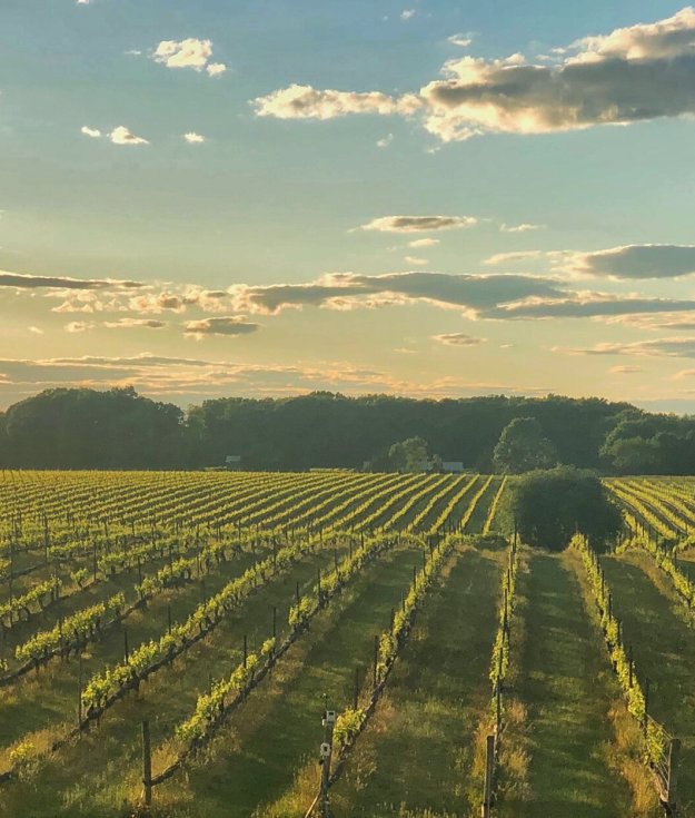 Paumanok Vineyard
