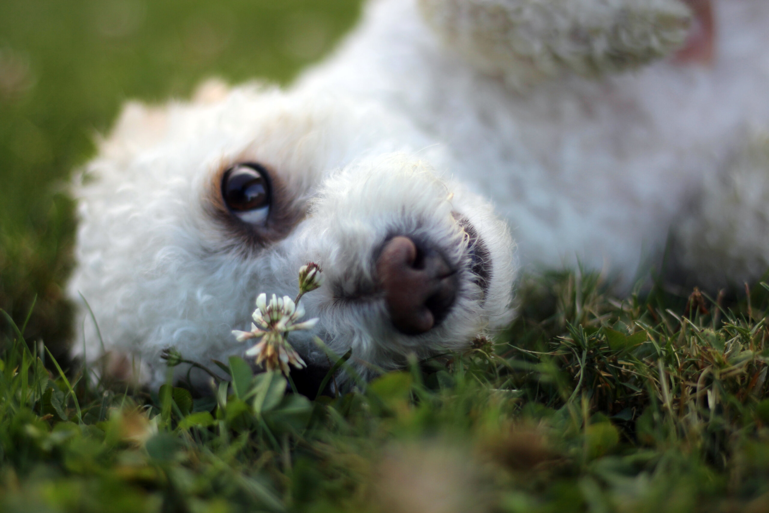 Sparrow bichon dog lying in the grass