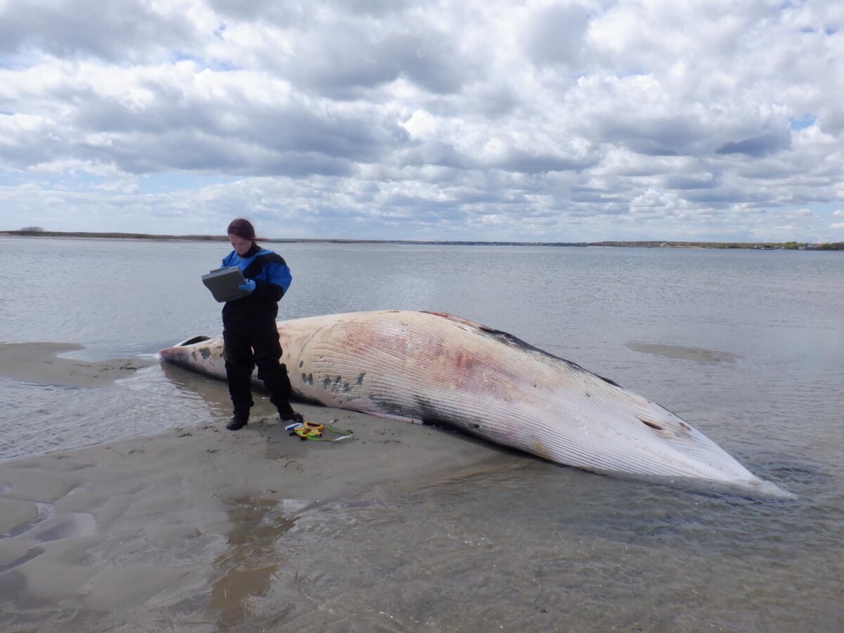 Dead minke whale washed up on Cupsogue Beach in Westhampton
