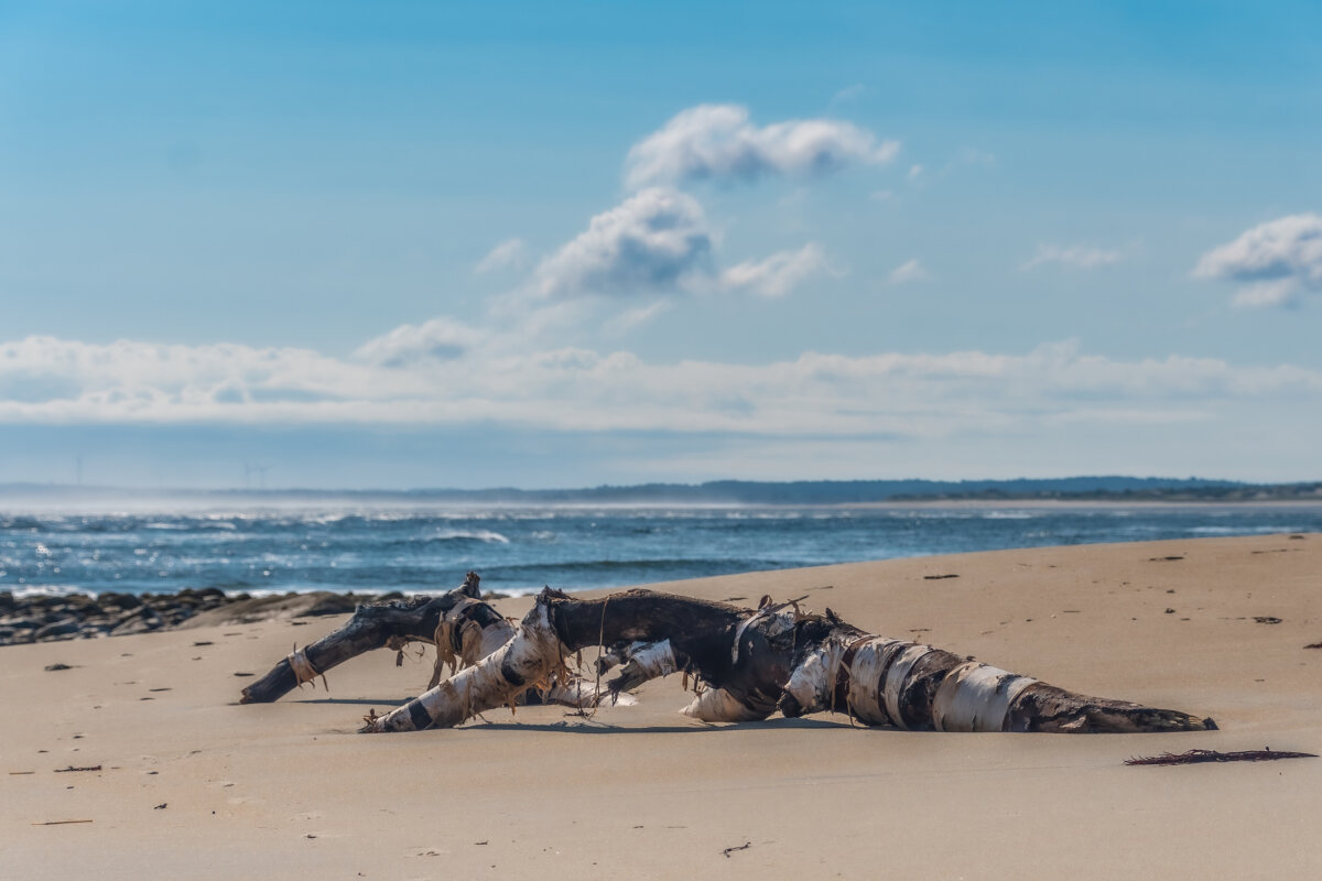 Dead Body Discovered Washed Up on Plum Island Aboard a Boat News 413