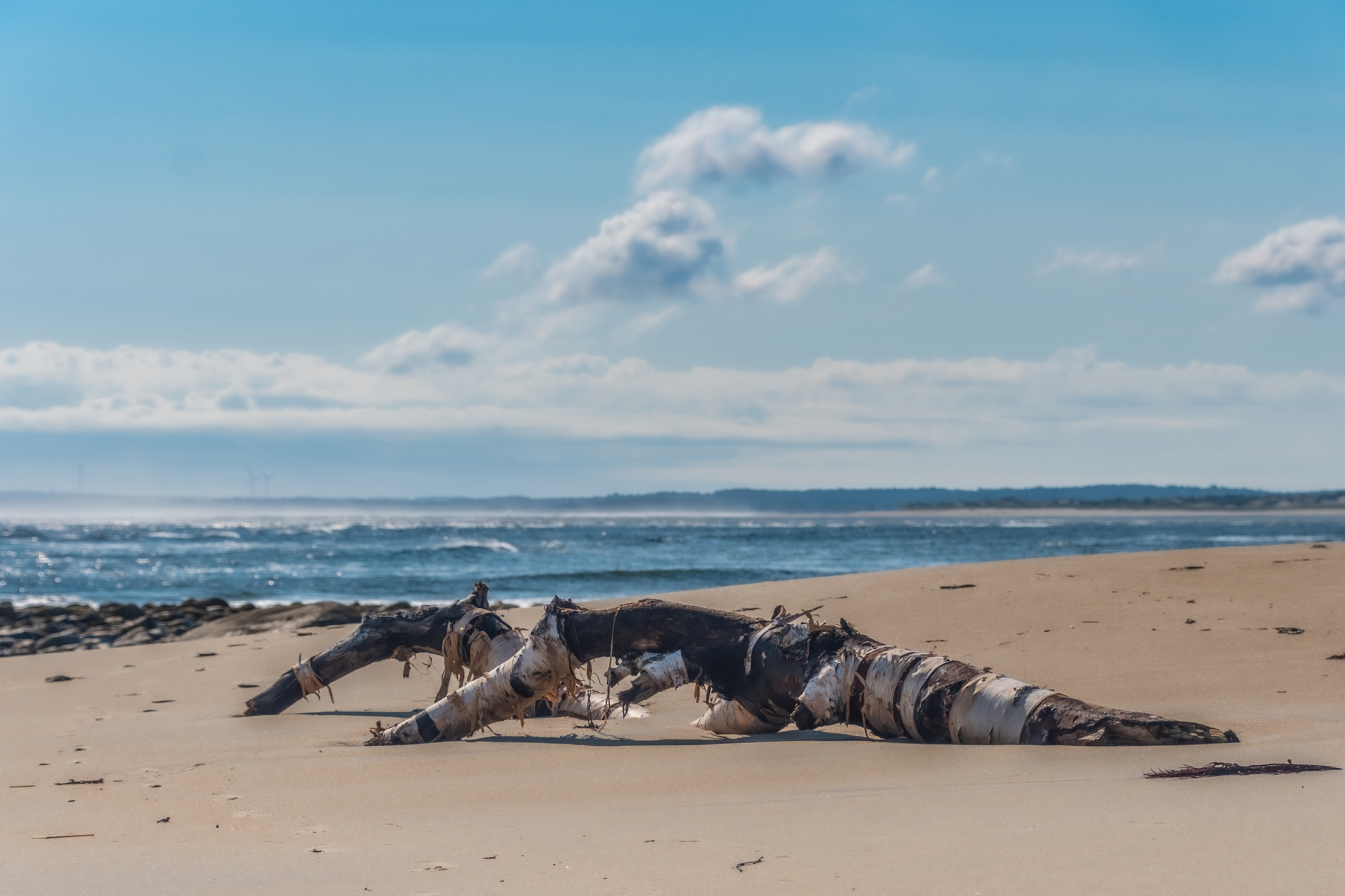 A birch tree washed up on Plum Island beach