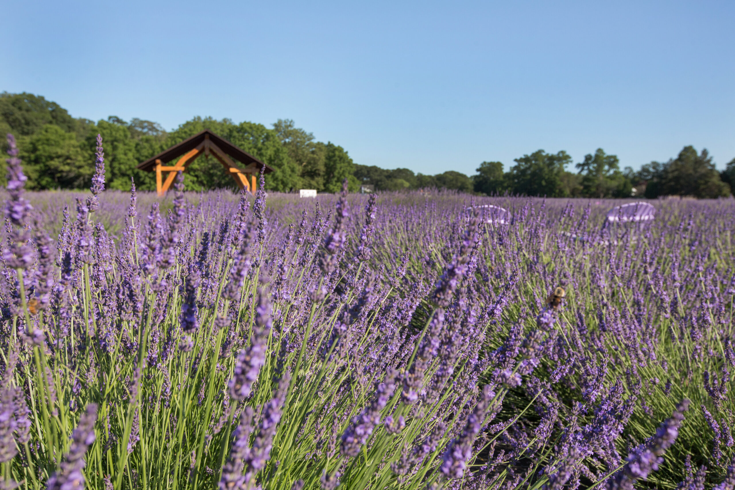Lavender by The Bay