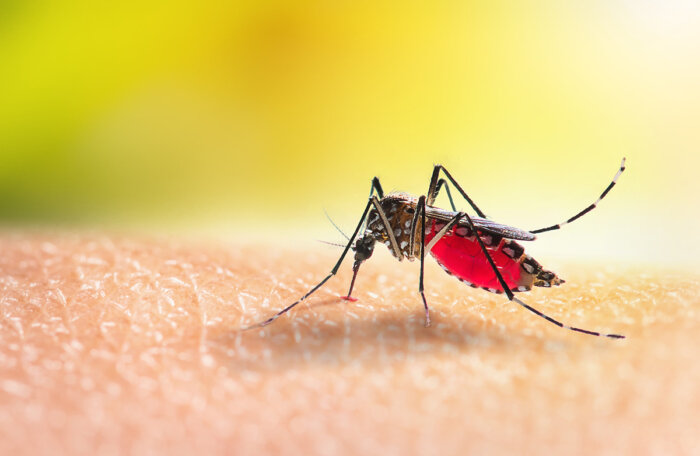 West Nile virus mosquito