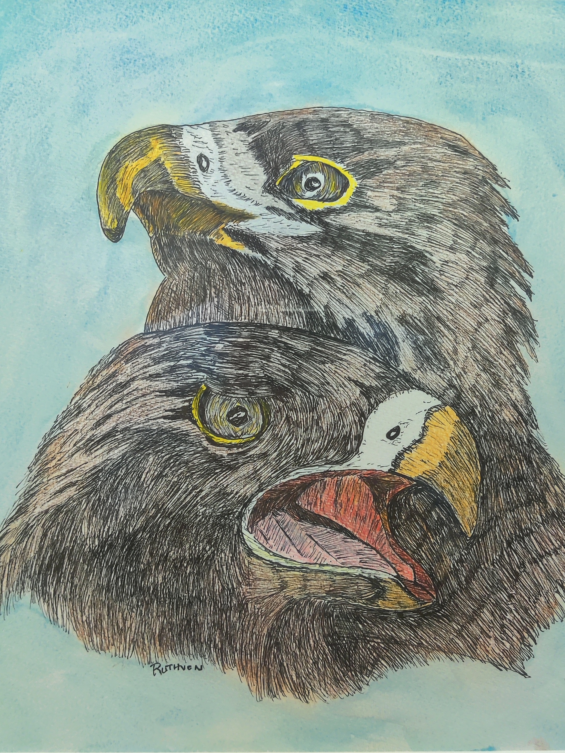 Eagle drawing by veteran artist Tom Ruthven