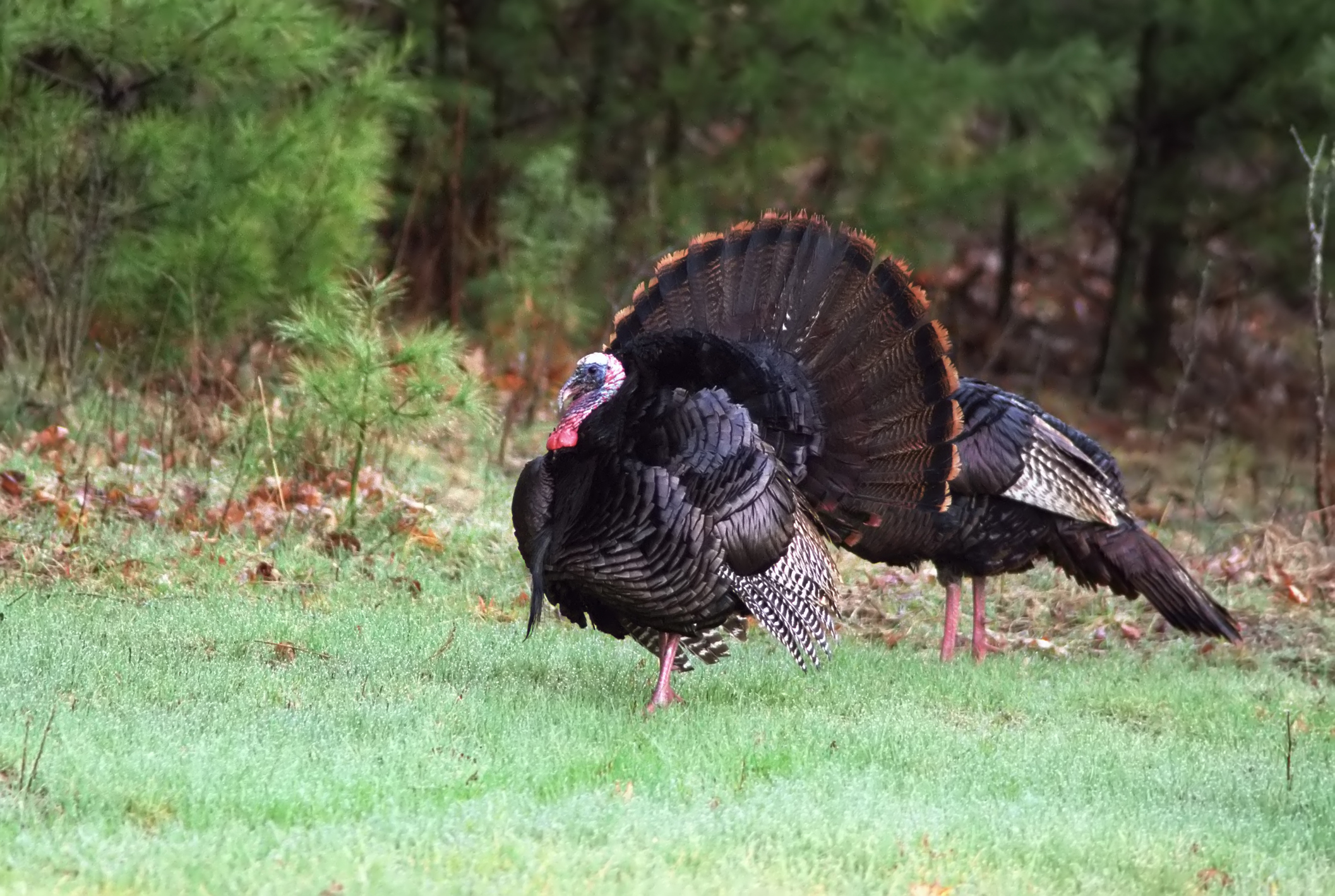 Wild turkey turkeys are flourishing on Long Island
