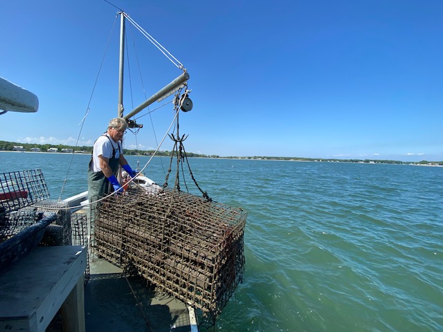 Pulling up oysters