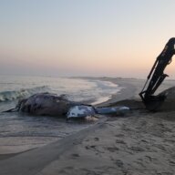 A dead humpback whale on the beach in Hampton Bays on June 2, 2023. (AMCS)