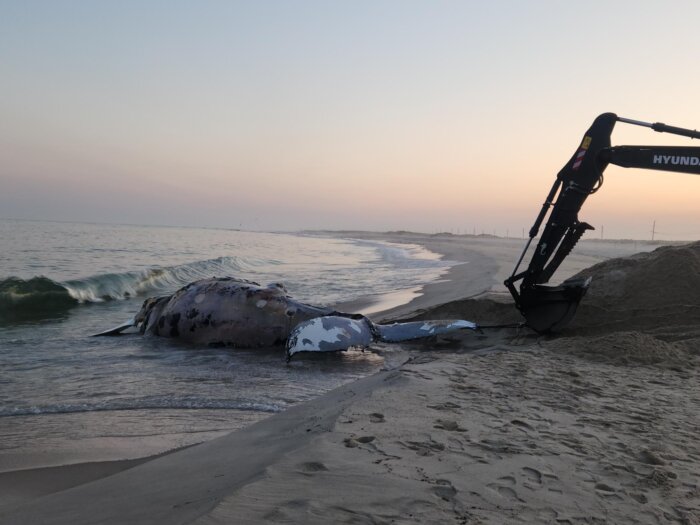A dead humpback whale on the beach in Hampton Bays on June 2, 2023. (AMCS)