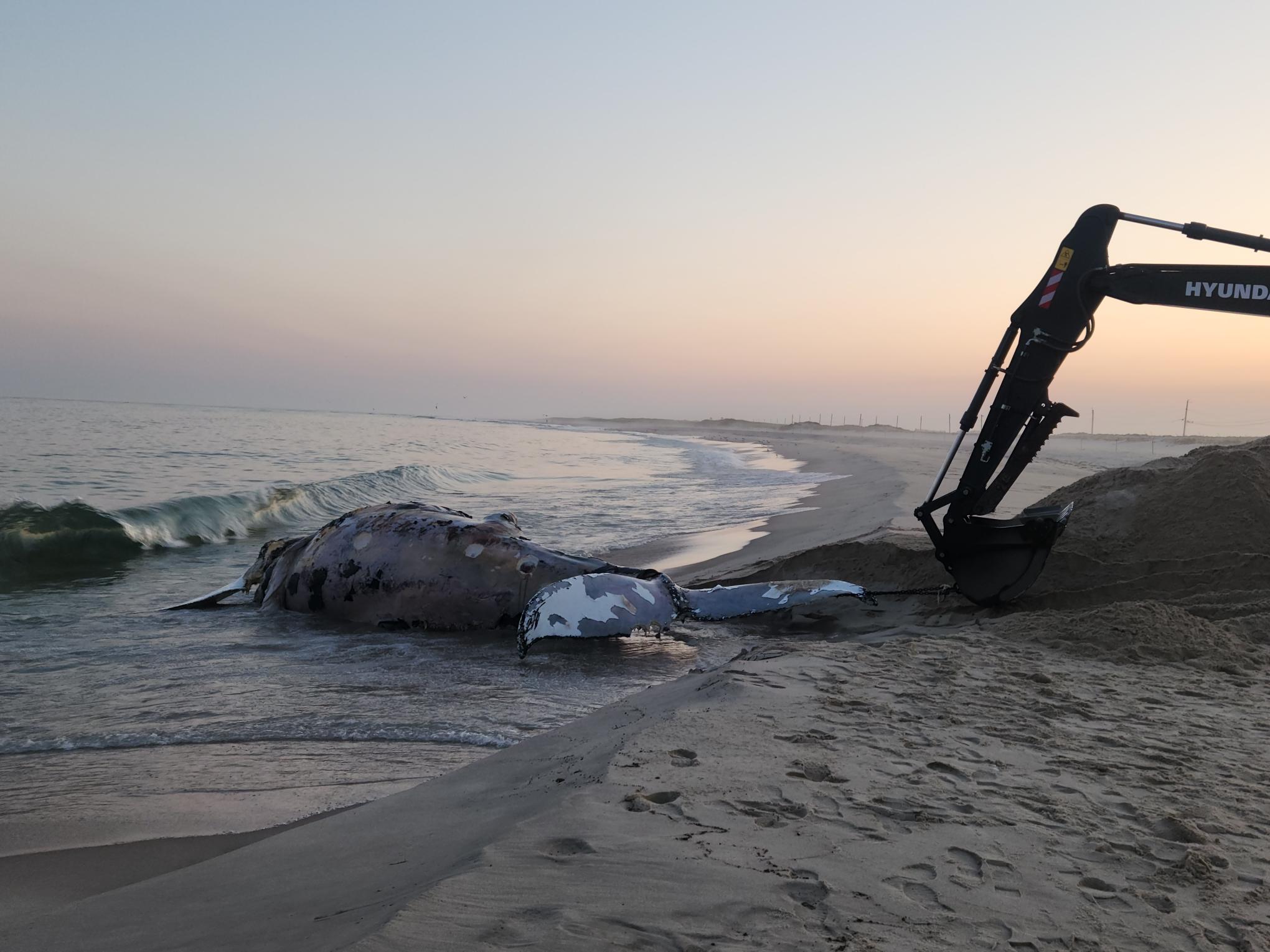 A dead humpback whale on the beach in Hampton Bays on June 2, 2023. (AMCS)