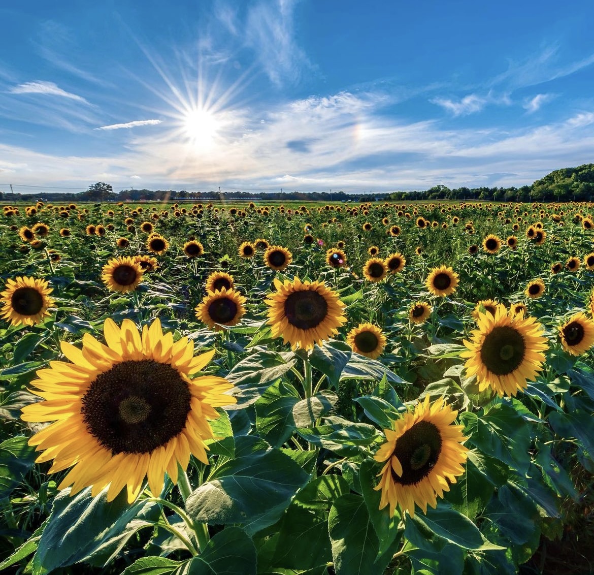 Head to Waterdrinker Farms Sunflower Fest in Manorville