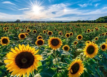 Head to Waterdrinker Farms Sunflower Fest in Manorville
