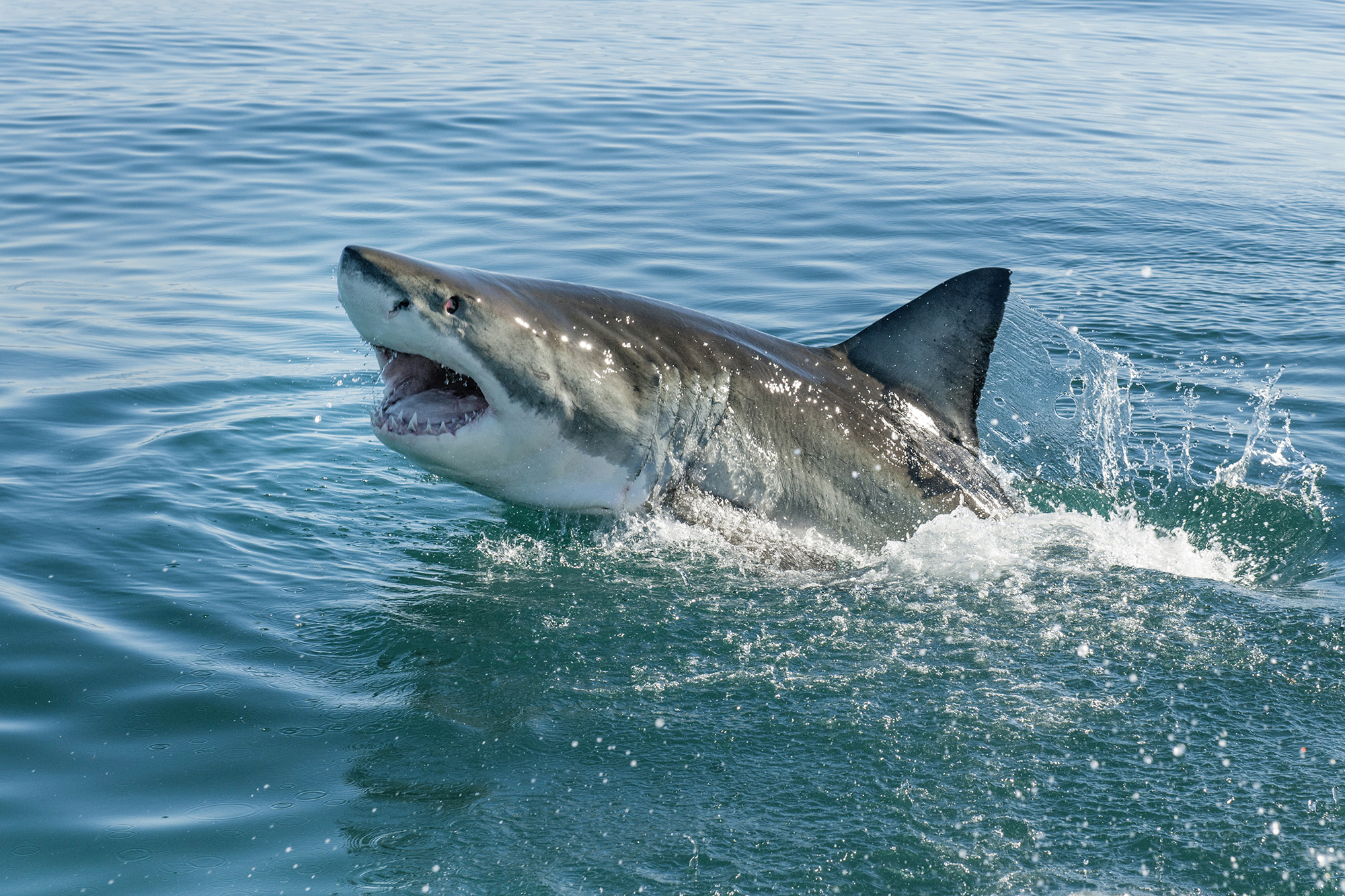 Sharks that swim near Hampton Beach NH: Here's what you need to know