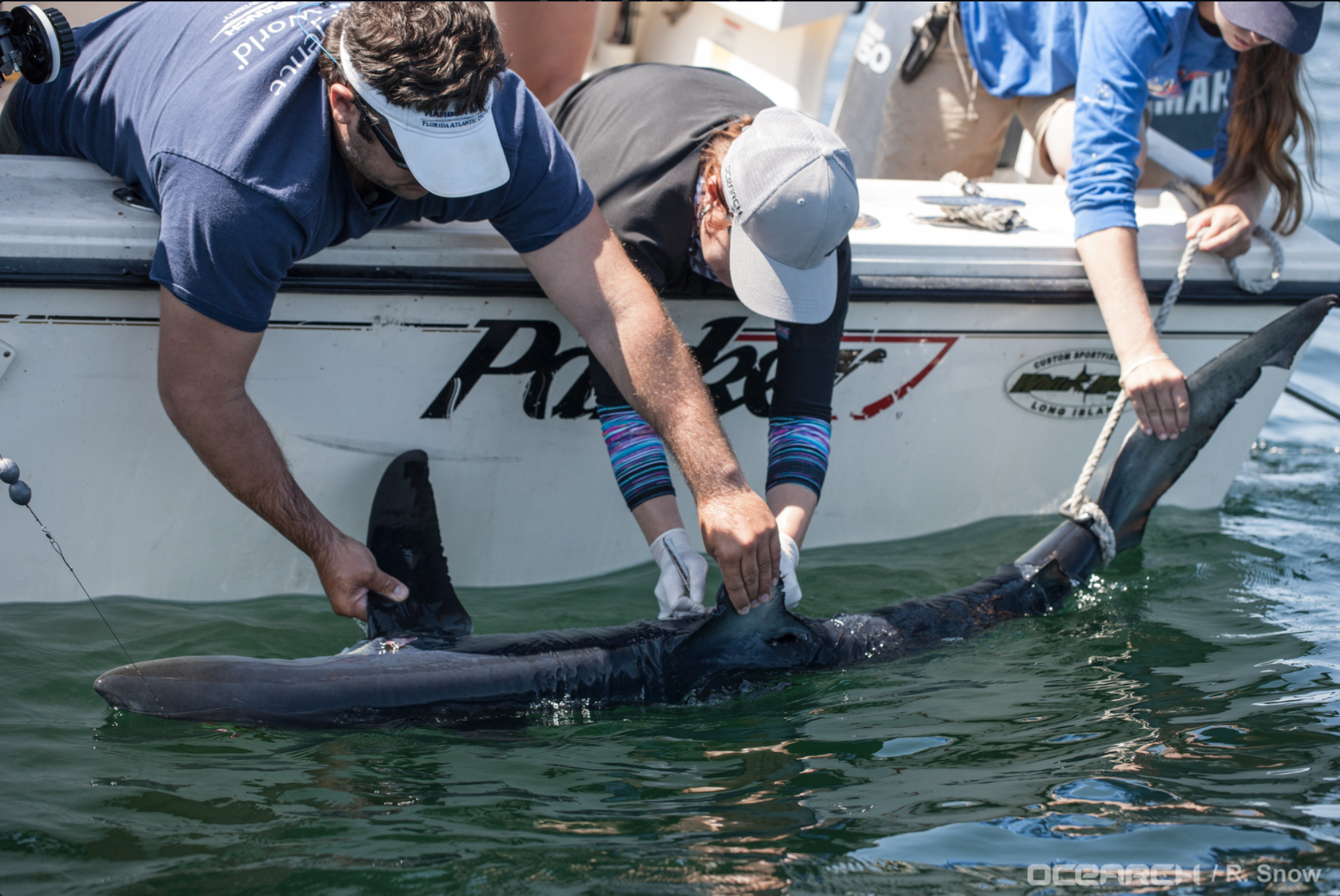 Dr. Matt Ajemian of Florida Atlantic University Harbor Branch left side, Dr. Harley Newton (not sure her affiliation, Tobey can give it) middle, right side is Kayla O’leary SOFO Sharks. Taken Atlantic Ocean South of Shinnecock Inlet.