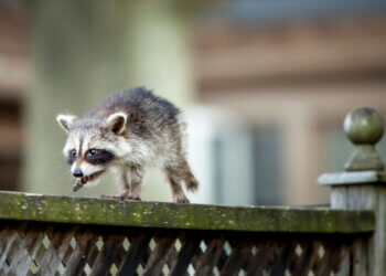 A small baby raccoon walking along a fence.