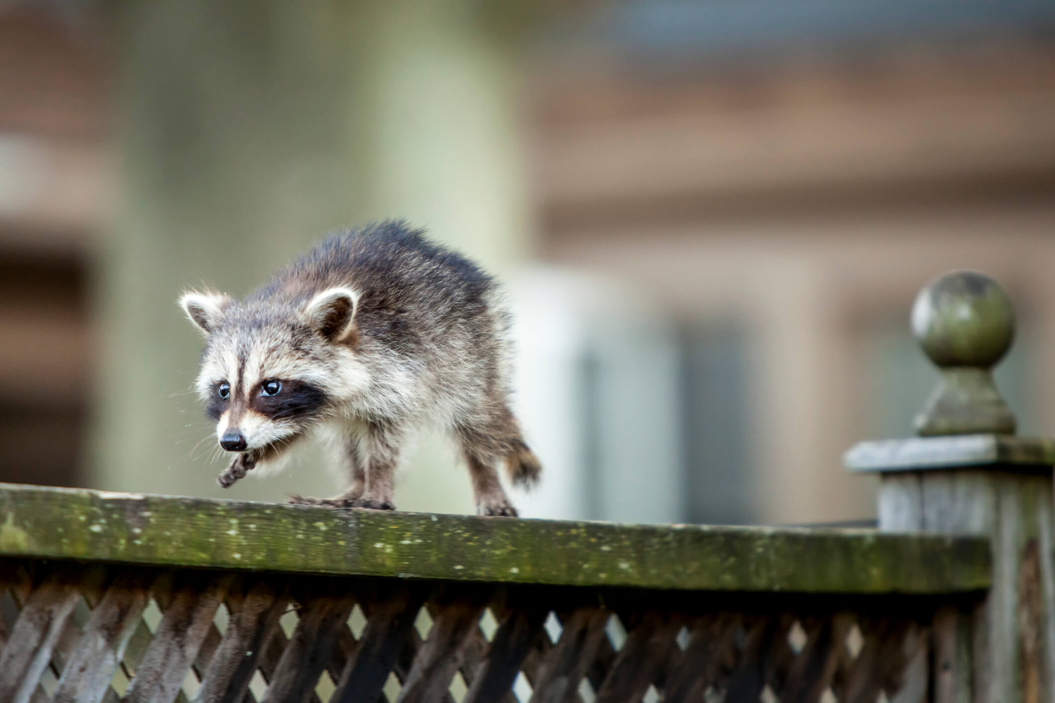 A small baby raccoon walking along a fence.