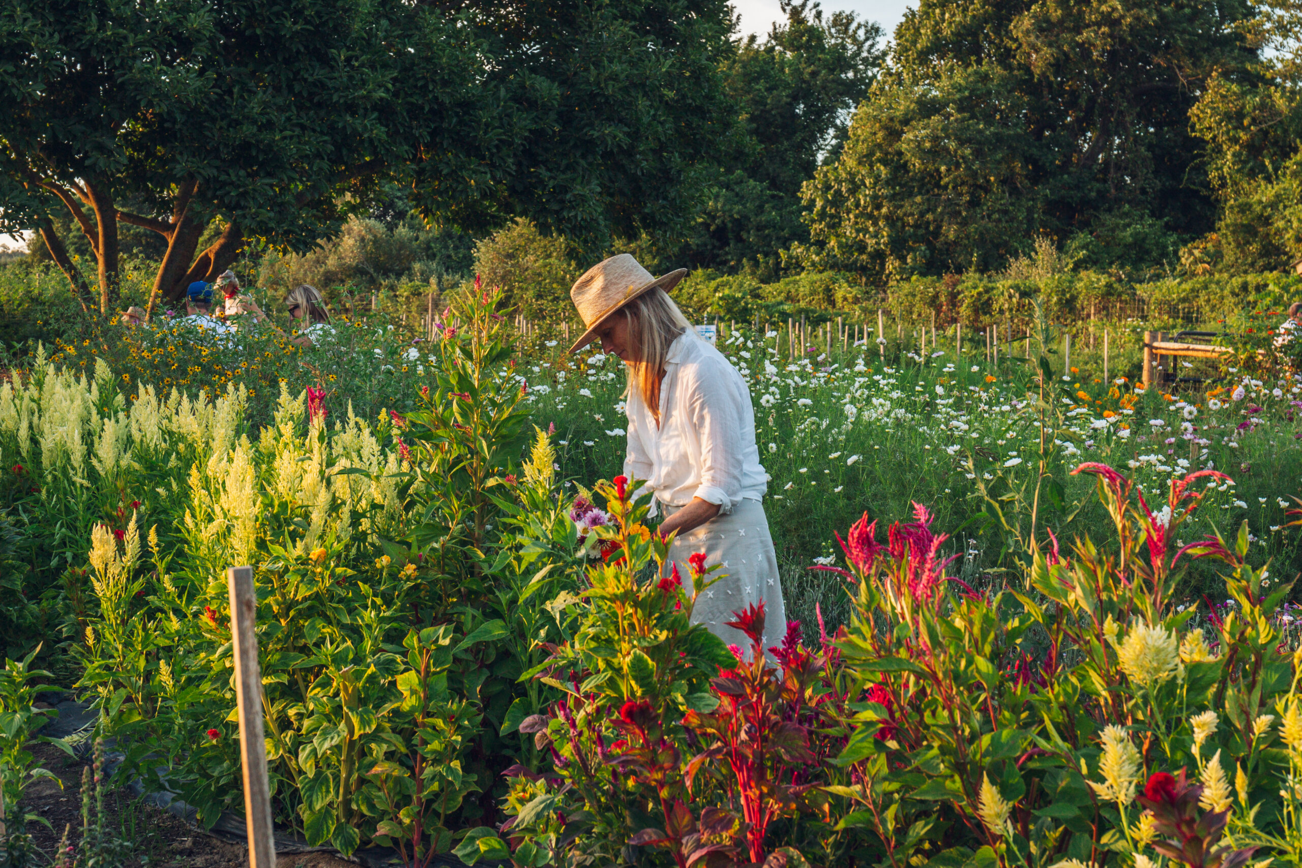 Flowers at Amber Waves Farm