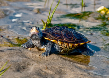 Diamondback Terrapin turtle in its natural habitat