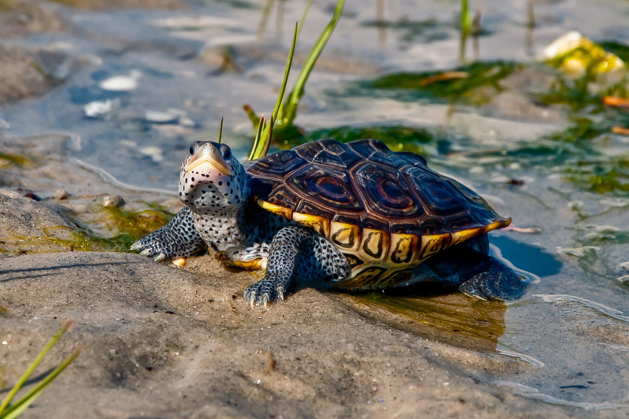 Diamondback Terrapin turtle in its natural habitat
