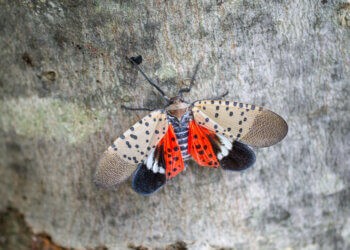 Top view of spotted lanternfly, Chester County, Pennsylvania