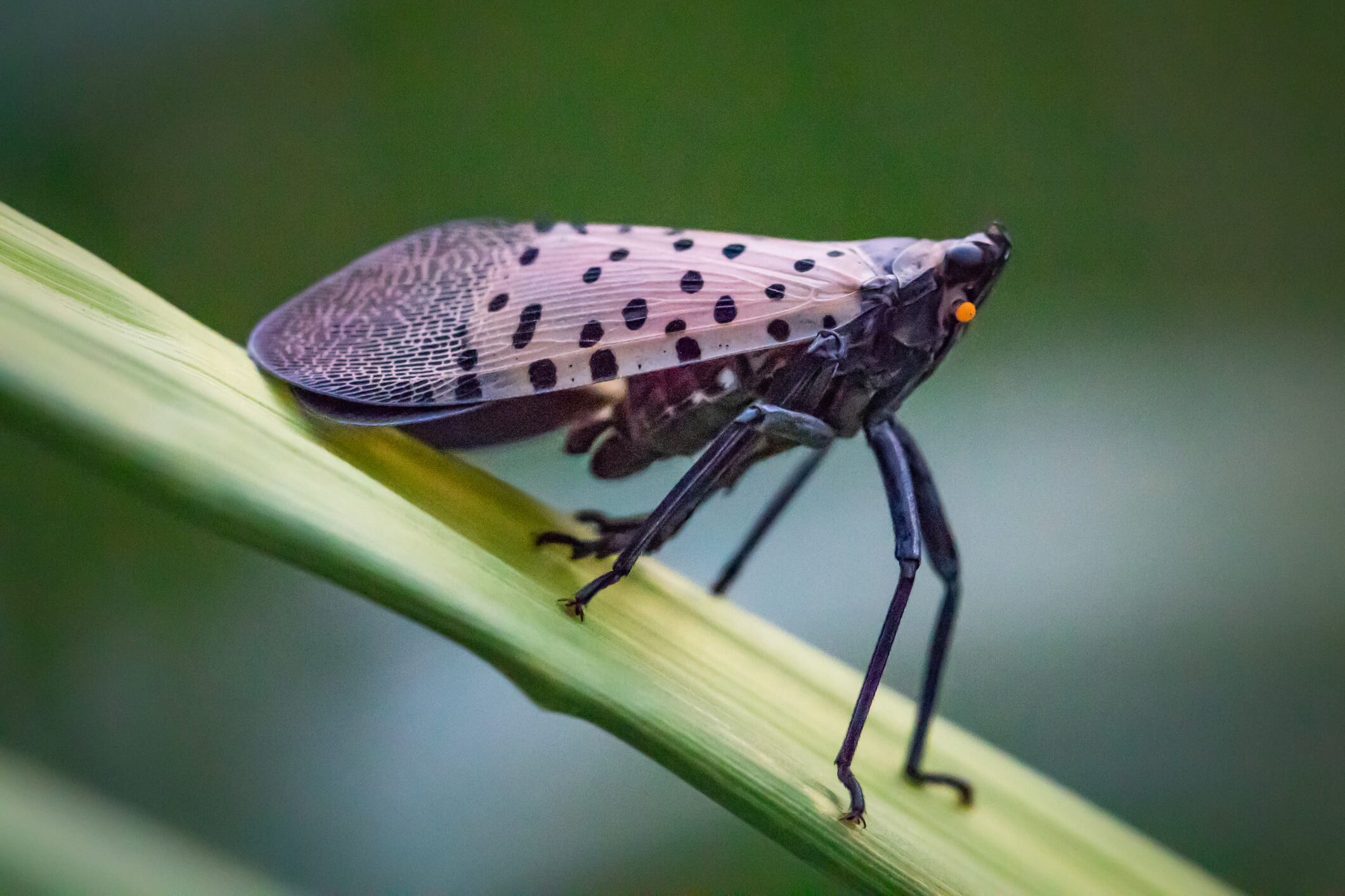 A Spotted Lanternfly ready to pounce