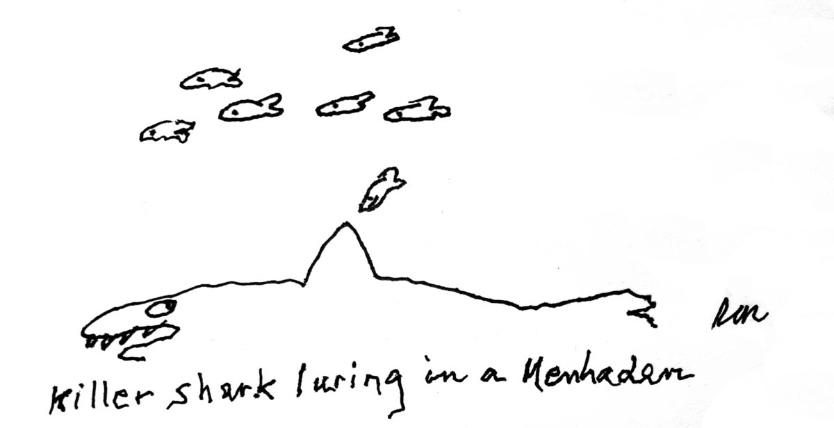 "Killer shark luring in a menhaden" Hamptons cartoon by Dan Rattiner