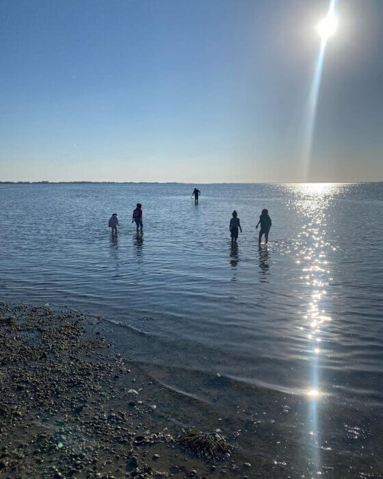 It takes about 18 months for oysters to reach market size, meaning some of the oysters that will be served at the 2023 Oyster Festival may have been seeded by Shinnecock's youngest citizens.