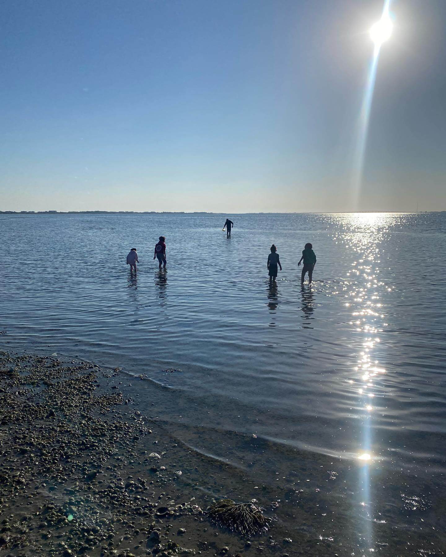 It takes about 18 months for oysters to reach market size, meaning some of the oysters that will be served at the 2023 Oyster Festival may have been seeded by Shinnecock's youngest citizens.