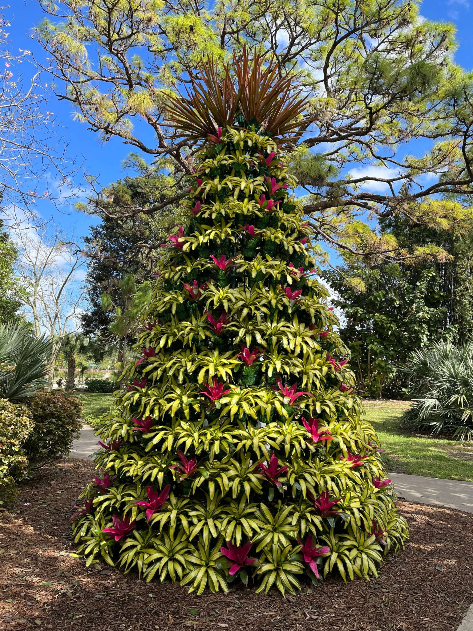 Holiday Bromeliad Tree at Mounts Botanical Garden